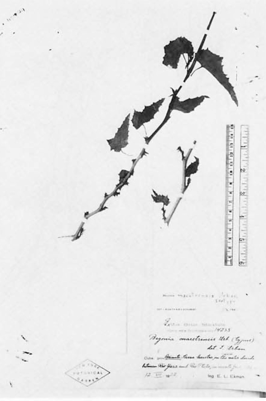 B. maestrensis